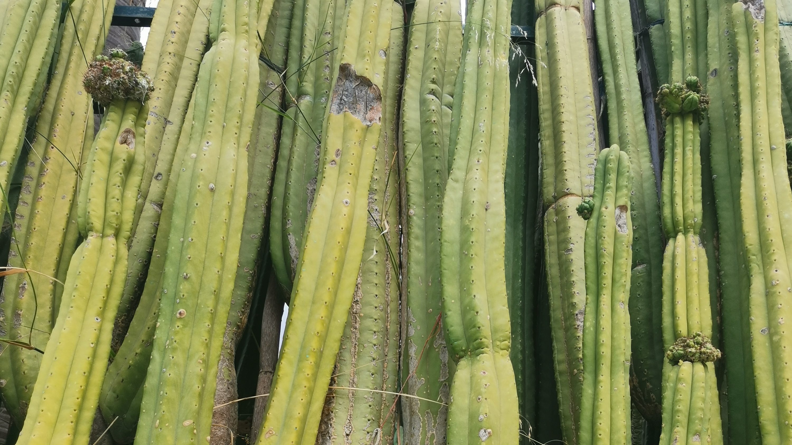 Giardini Ravino, Forio, Ischia island, Italy (cactus garden)