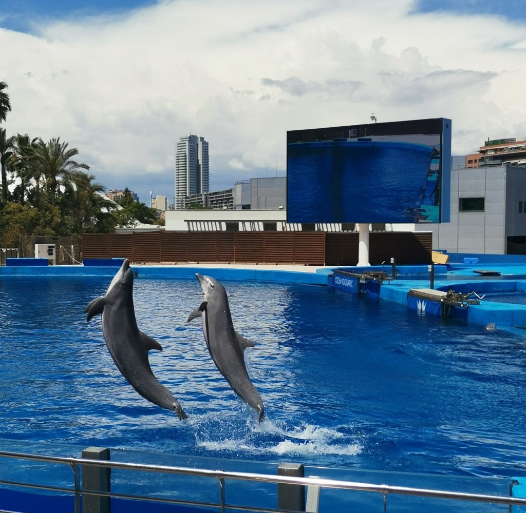 oceanographic of valencia dolphin show