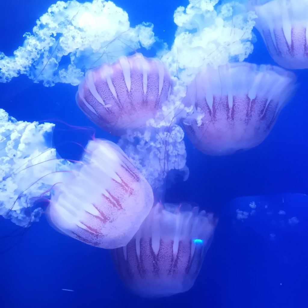 medusas at oceanographic of valencia